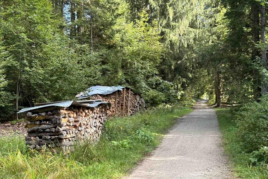 Krün Weg durch den Wald am Nordufer Barmsee